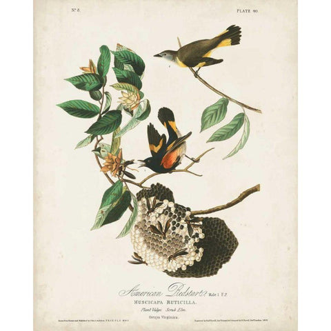 Pl 40 American Redstart Black Modern Wood Framed Art Print with Double Matting by Audubon, John James