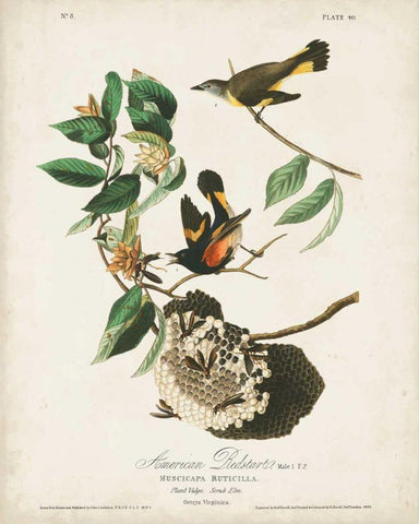 Pl 40 American Redstart Black Ornate Wood Framed Art Print with Double Matting by Audubon, John James