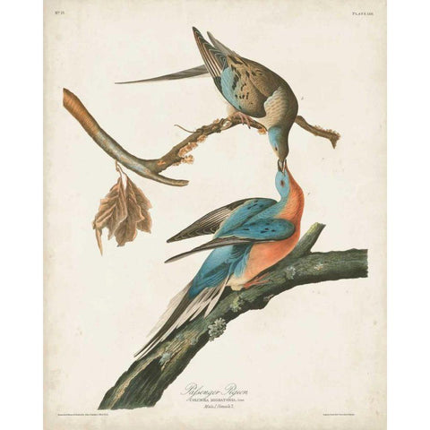 Pl 62 Passenger Pigeon Gold Ornate Wood Framed Art Print with Double Matting by Audubon, John James