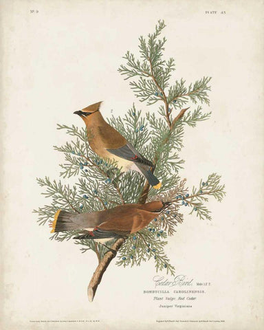 Pl 43 Cedar Bird White Modern Wood Framed Art Print with Double Matting by Audubon, John James