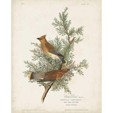 Pl 43 Cedar Bird Gold Ornate Wood Framed Art Print with Double Matting by Audubon, John James