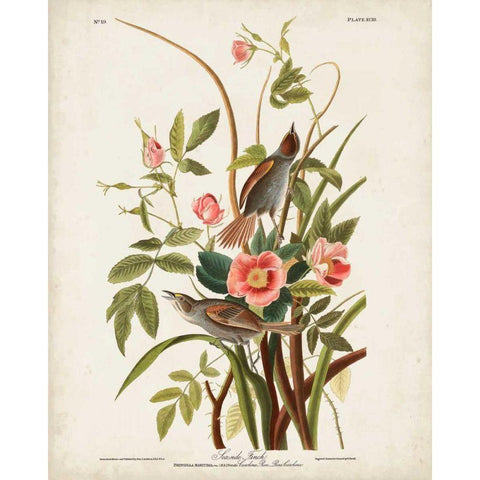 Pl 93 Seaside Finch Gold Ornate Wood Framed Art Print with Double Matting by Audubon, John James