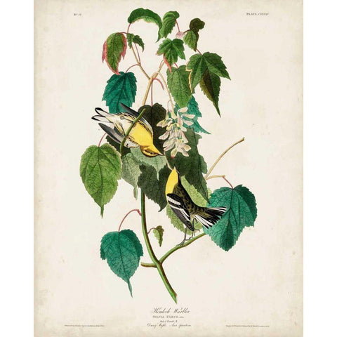 Pl 134 Hemlock Warbler Black Modern Wood Framed Art Print with Double Matting by Audubon, John James