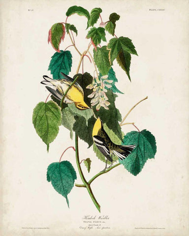 Pl 134 Hemlock Warbler White Modern Wood Framed Art Print with Double Matting by Audubon, John James