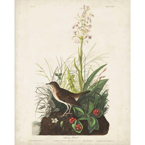 Pl 164 Tawny Thrush Black Modern Wood Framed Art Print with Double Matting by Audubon, John James