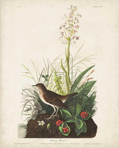 Pl 164 Tawny Thrush White Modern Wood Framed Art Print with Double Matting by Audubon, John James