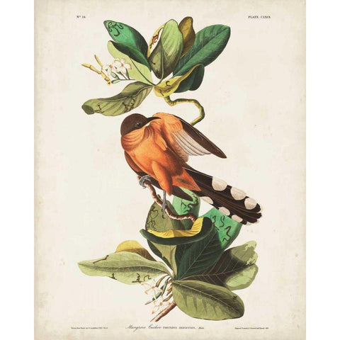 Pl 169 Mangrove Cuckoo Gold Ornate Wood Framed Art Print with Double Matting by Audubon, John James