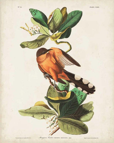 Pl 169 Mangrove Cuckoo Black Ornate Wood Framed Art Print with Double Matting by Audubon, John James