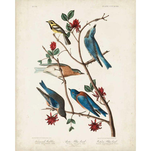 Pl 393 Townsends Warbler Black Modern Wood Framed Art Print with Double Matting by Audubon, John James