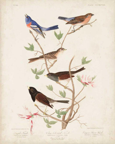 Pl 398 Lazuli Finch White Modern Wood Framed Art Print with Double Matting by Audubon, John James