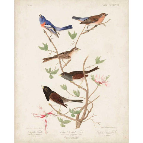 Pl 398 Lazuli Finch White Modern Wood Framed Art Print by Audubon, John James