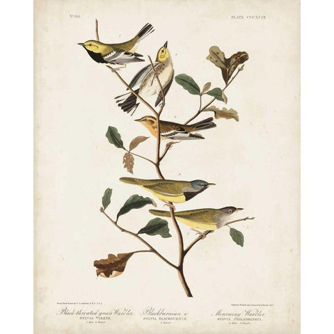 Pl 399 Black-throated Green Warbler Gold Ornate Wood Framed Art Print with Double Matting by Audubon, John James