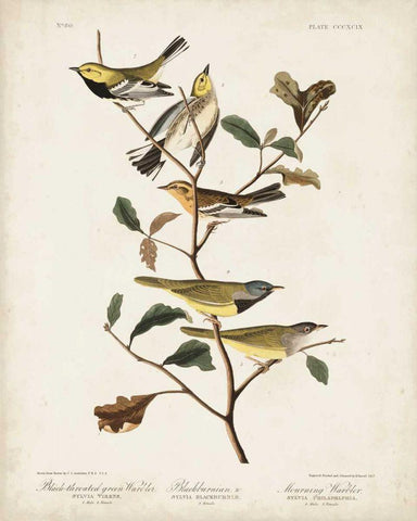 Pl 399 Black-throated Green Warbler Black Ornate Wood Framed Art Print with Double Matting by Audubon, John James