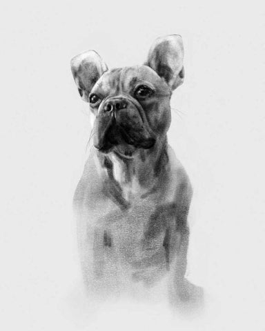 Pug Portrait I White Modern Wood Framed Art Print with Double Matting by Caroline, Emma