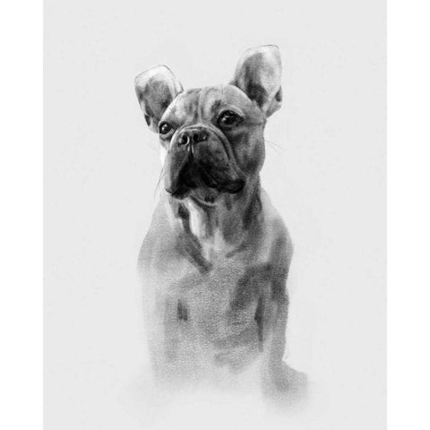 Pug Portrait I Black Modern Wood Framed Art Print by Caroline, Emma