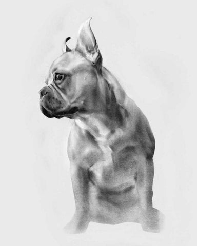 Pug Portrait II White Modern Wood Framed Art Print with Double Matting by Caroline, Emma