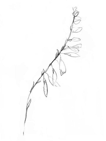 Stem Contour V Black Ornate Wood Framed Art Print with Double Matting by Goldberger, Jennifer