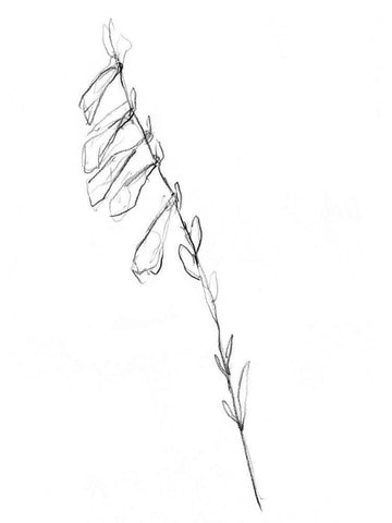 Stem Contour VI Black Ornate Wood Framed Art Print with Double Matting by Goldberger, Jennifer