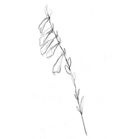 Stem Contour VI Black Modern Wood Framed Art Print by Goldberger, Jennifer