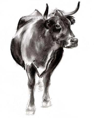 Charcoal Cattle I White Modern Wood Framed Art Print with Double Matting by Parker, Jennifer Paxton