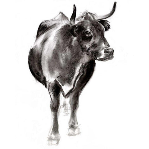 Charcoal Cattle I White Modern Wood Framed Art Print by Parker, Jennifer Paxton