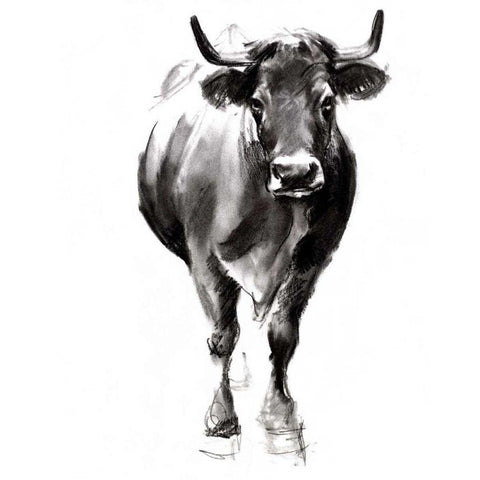 Charcoal Cattle II Black Modern Wood Framed Art Print with Double Matting by Parker, Jennifer Paxton