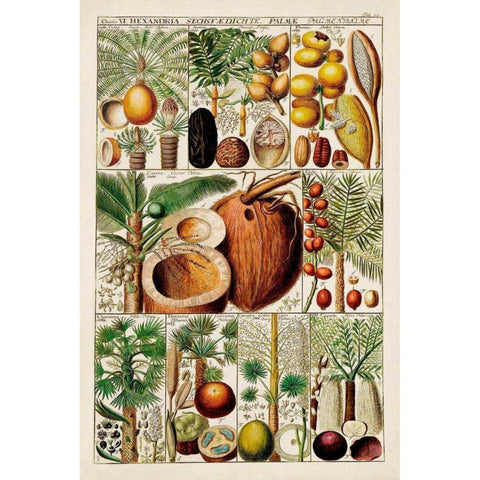 Palm Tree Chart Gold Ornate Wood Framed Art Print with Double Matting by Vision Studio