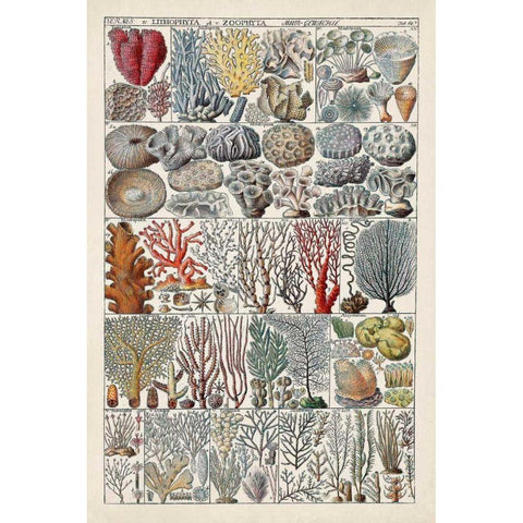 Coral Chart Black Modern Wood Framed Art Print with Double Matting by Vision Studio