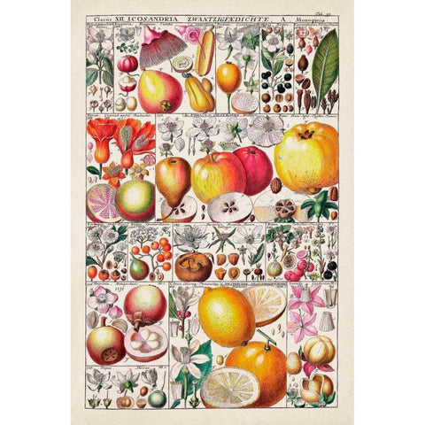 Fruit Chart Gold Ornate Wood Framed Art Print with Double Matting by Vision Studio