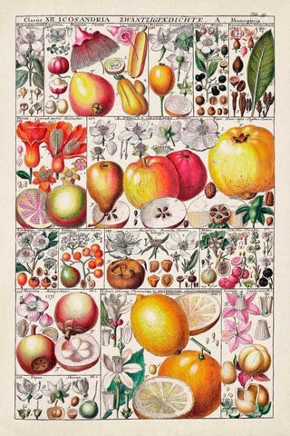 Fruit Chart White Modern Wood Framed Art Print with Double Matting by Vision Studio