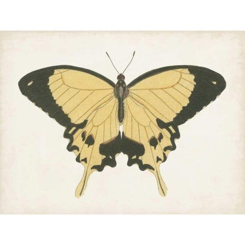 Beautiful Butterfly I Black Modern Wood Framed Art Print with Double Matting by Vision Studio