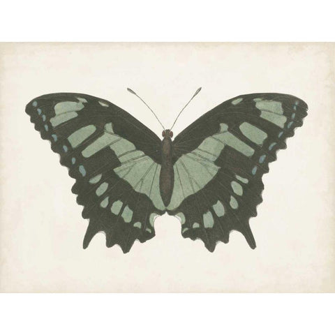 Beautiful Butterfly II White Modern Wood Framed Art Print by Vision Studio