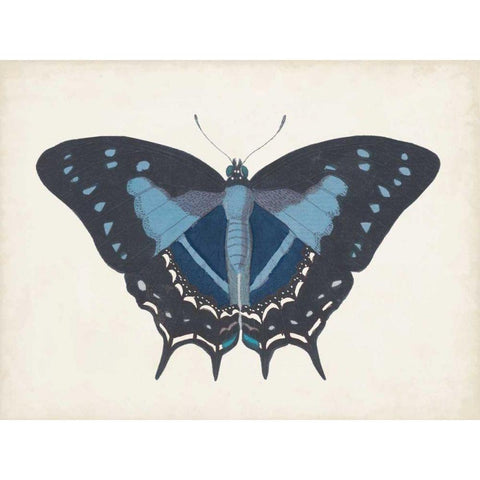 Beautiful Butterfly III Black Modern Wood Framed Art Print with Double Matting by Vision Studio