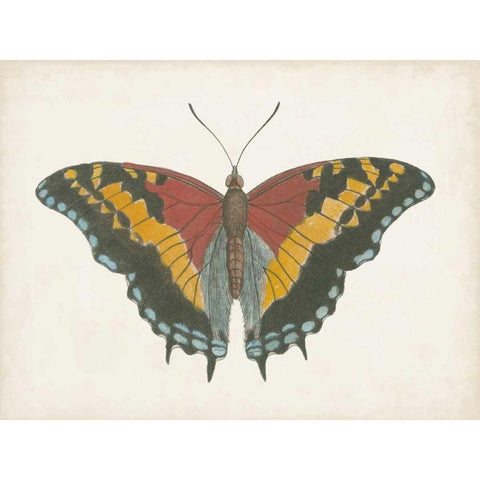 Beautiful Butterfly IV White Modern Wood Framed Art Print by Vision Studio