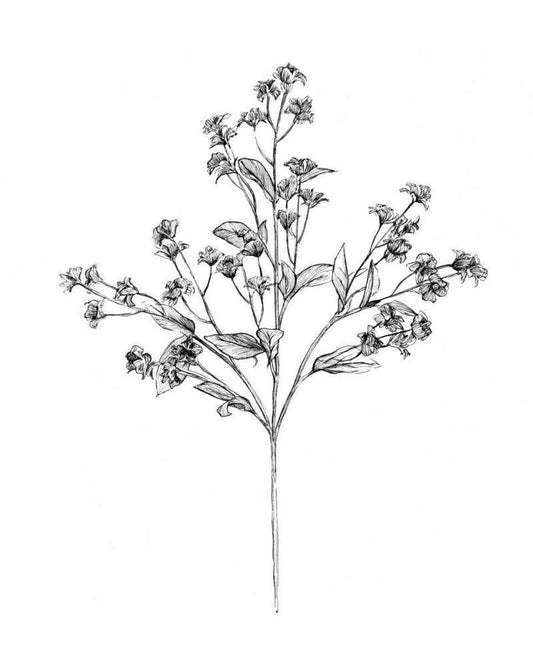 Image Only