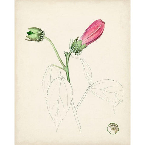 Watercolor Botanical Sketches IV White Modern Wood Framed Art Print by Unknown