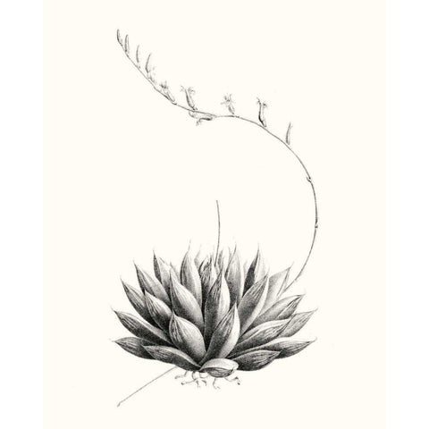 Graphic Succulents IV White Modern Wood Framed Art Print by Vision Studio