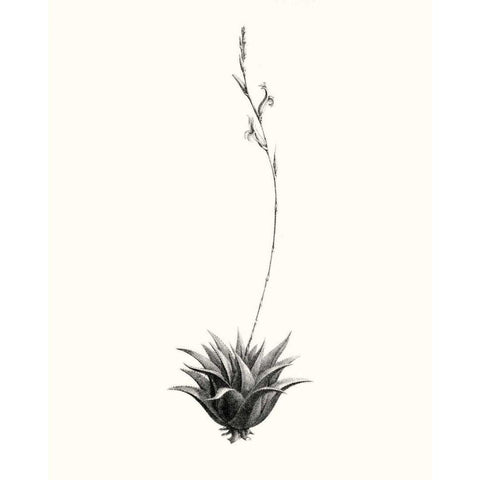Graphic Succulents VI Black Modern Wood Framed Art Print with Double Matting by Vision Studio