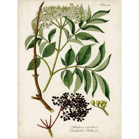 Antique Greenery V Black Modern Wood Framed Art Print with Double Matting by Unknown