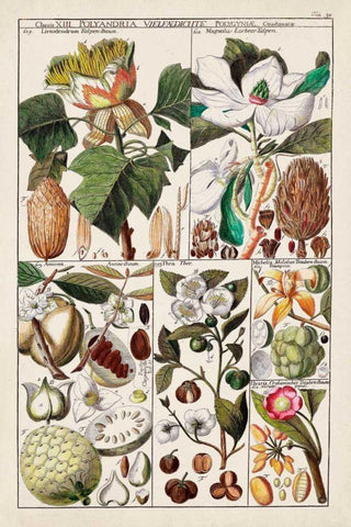 Magnolia Chart Black Ornate Wood Framed Art Print with Double Matting by Unknown