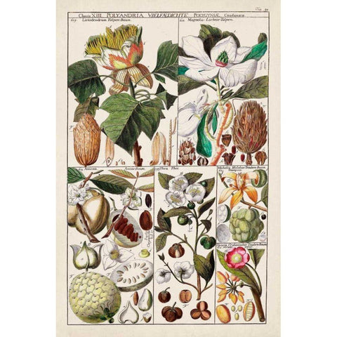Magnolia Chart Black Modern Wood Framed Art Print with Double Matting by Unknown