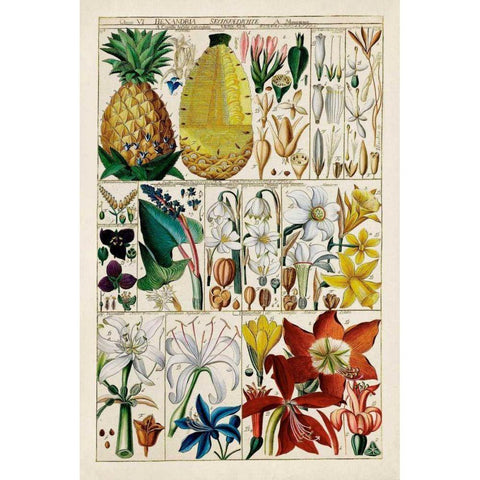 Pineapple Chart Gold Ornate Wood Framed Art Print with Double Matting by Unknown