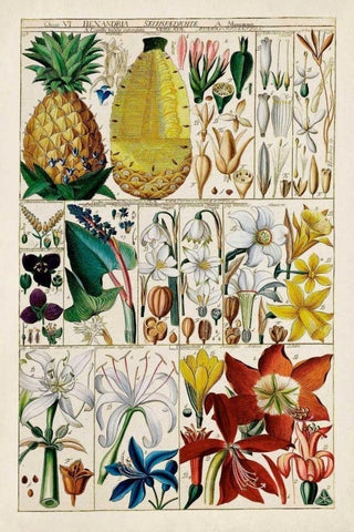 Pineapple Chart Black Ornate Wood Framed Art Print with Double Matting by Unknown