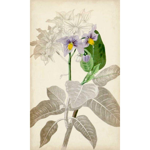 Silvery Botanicals IX White Modern Wood Framed Art Print by Vision Studio