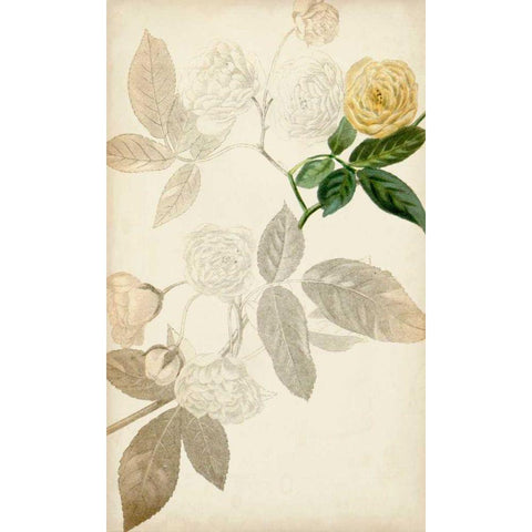 Silvery Botanicals XII Gold Ornate Wood Framed Art Print with Double Matting by Vision Studio