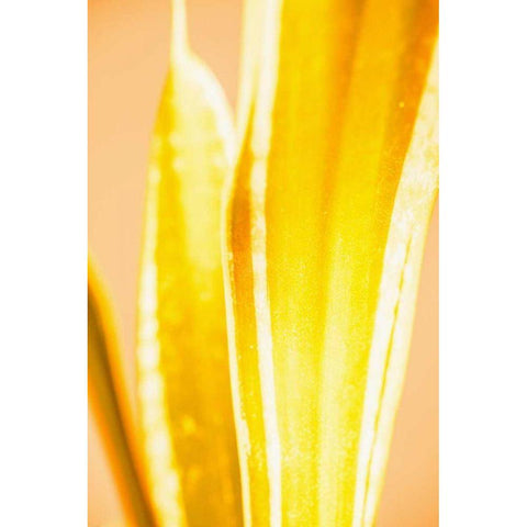 Hot House II Black Modern Wood Framed Art Print by Stramel, Renee W.