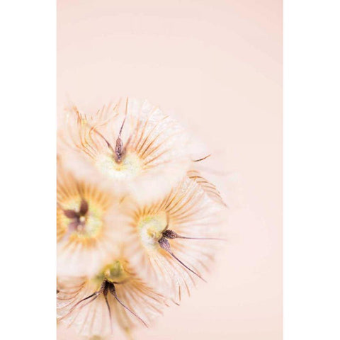 Bleach Blonde III White Modern Wood Framed Art Print by Stramel, Renee W.