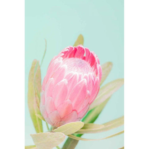 Sun Drenched Blossom I White Modern Wood Framed Art Print by Stramel, Renee W.