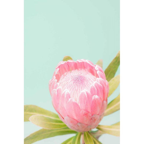 Sun Drenched Blossom II White Modern Wood Framed Art Print by Stramel, Renee W.