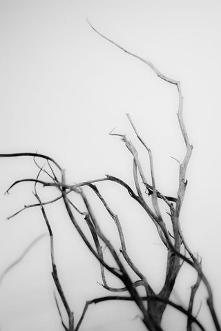 Searching Branches II Black Ornate Wood Framed Art Print with Double Matting by Stramel, Renee W.